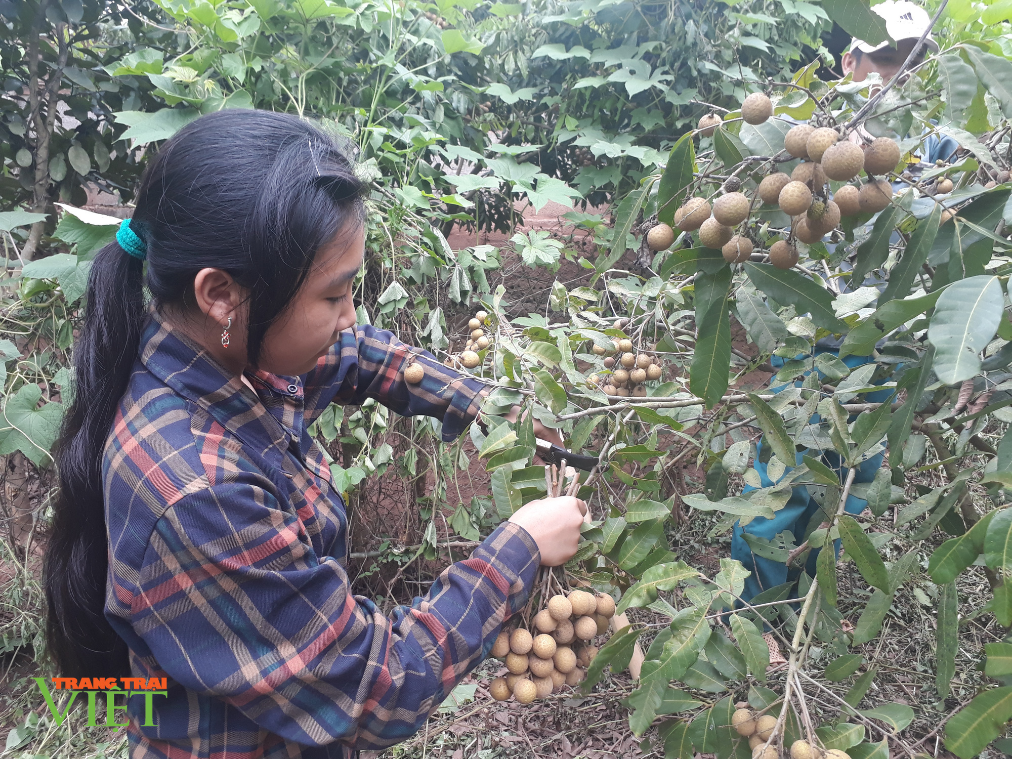 Chiềng Hặc phát triển cây ăn quả - Ảnh 3. Chiềng Hặc phát triển cây ăn quả - Ảnh 3.