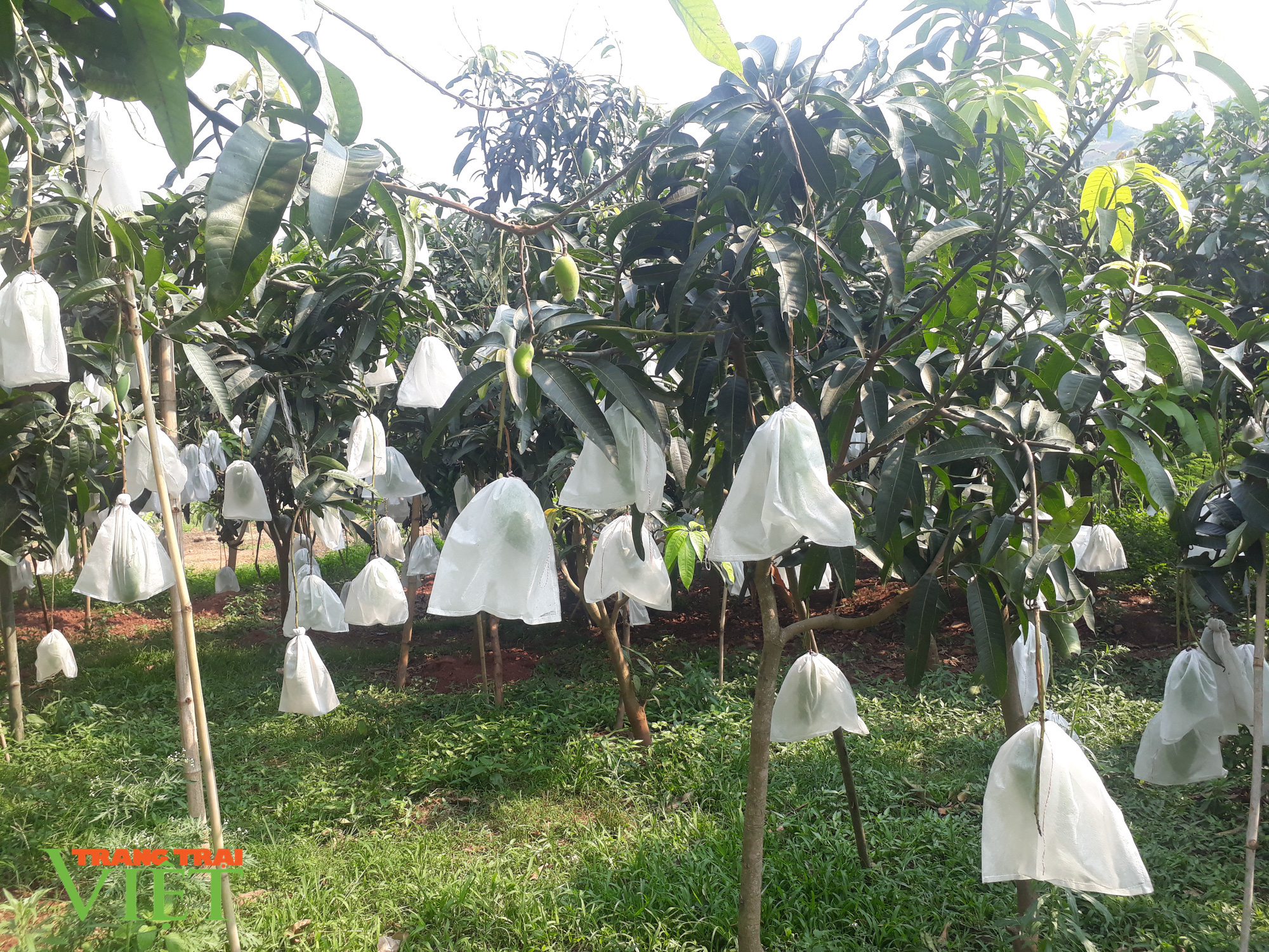 Chiềng Hặc phát triển cây ăn quả - Ảnh 4. Chiềng Hặc phát triển cây ăn quả - Ảnh 4.