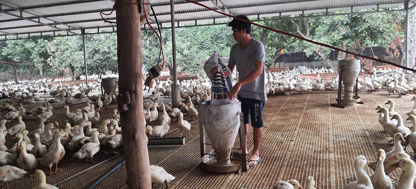 Giá gia cầm hôm nay 4/2: Giá gà, vịt tại các miền có biến động - Ảnh 1.