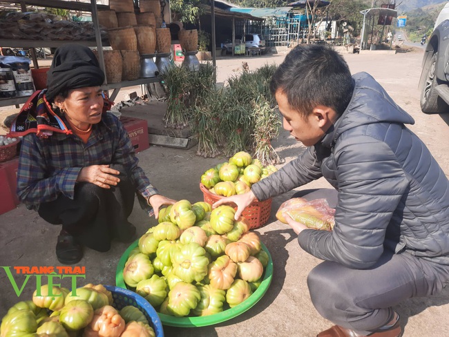 Trồng cà chua bán Tết, nông dân ắm tiền đều tay - Ảnh 3.