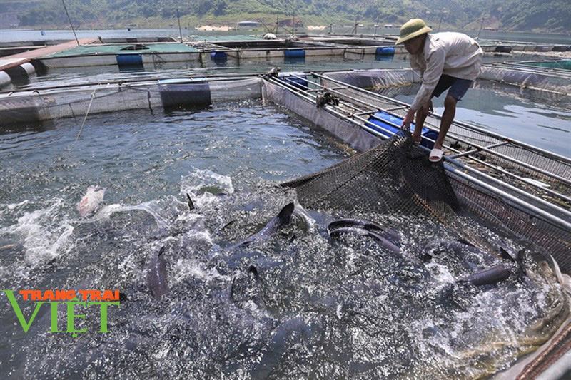 Hoà Bình: Từ sản xuất nông nghiệp manh mún, lạc hậu chuyển sang mô hình sản xuất hàng hoá - Ảnh 6. Hoà Bình: Từ sản xuất nông nghiệp manh mún, lạc hậu chuyển sang mô hình sản xuất hàng hoá - Ảnh 6.