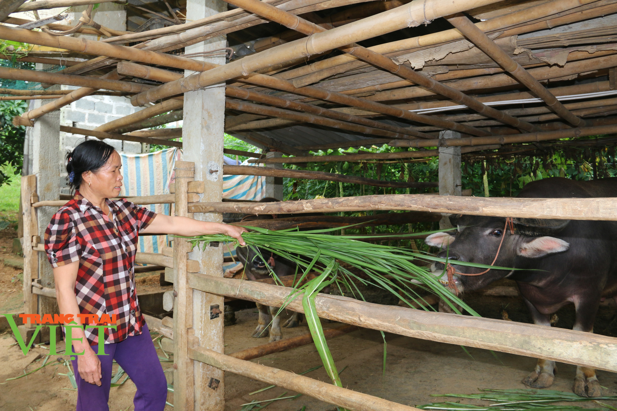 Hoà Bình: Từ sản xuất nông nghiệp manh mún, lạc hậu chuyển sang mô hình sản xuất hàng hoá - Ảnh 3. Hoà Bình: Từ sản xuất nông nghiệp manh mún, lạc hậu chuyển sang mô hình sản xuất hàng hoá - Ảnh 3.