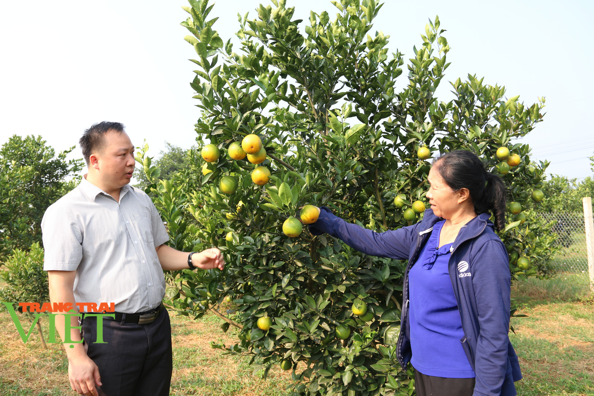Hoà Bình: Từ sản xuất nông nghiệp manh mún, lạc hậu chuyển sang mô hình sản xuất hàng hoá - Ảnh 2. Hoà Bình: Từ sản xuất nông nghiệp manh mún, lạc hậu chuyển sang mô hình sản xuất hàng hoá - Ảnh 2.