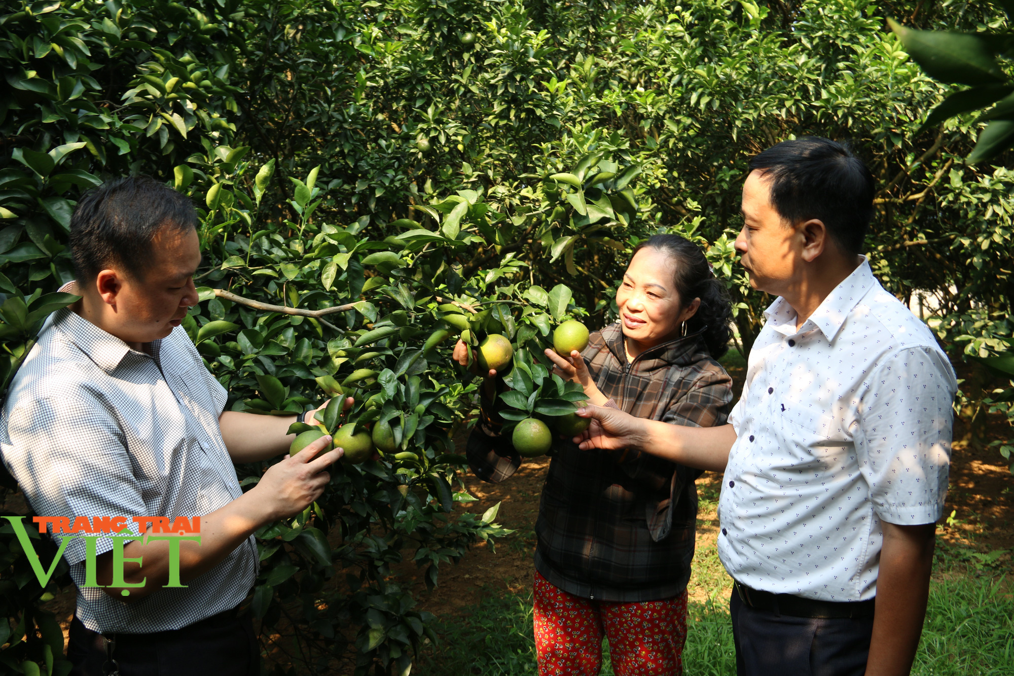 Hoà Bình: Từ sản xuất nông nghiệp manh mún, lạc hậu chuyển sang mô hình sản xuất hàng hoá - Ảnh 1. Hoà Bình: Từ sản xuất nông nghiệp manh mún, lạc hậu chuyển sang mô hình sản xuất hàng hoá - Ảnh 1.