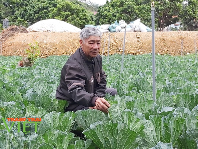 Lão nông thu nhập khá nhờ trồng đủ loại rau ngon bán Tết - Ảnh 4.