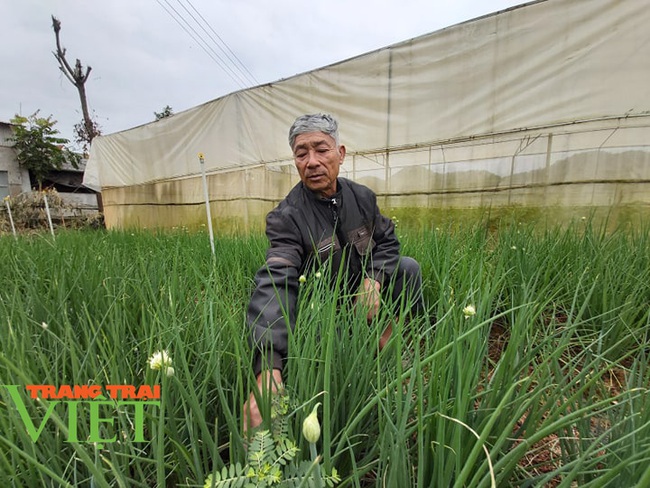 Lão nông thu nhập khá nhờ trồng đủ loại rau ngon bán Tết - Ảnh 5.