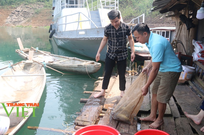 Nuôi cá lồng ở sông Đà, ngư dân lòng hồ đút túi hàng trăm triệu - Ảnh 4.