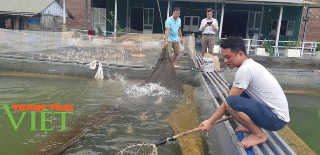 Nuôi cá lồng ở sông Đà, ngư dân lòng hồ đút túi hàng trăm triệu - Ảnh 2.