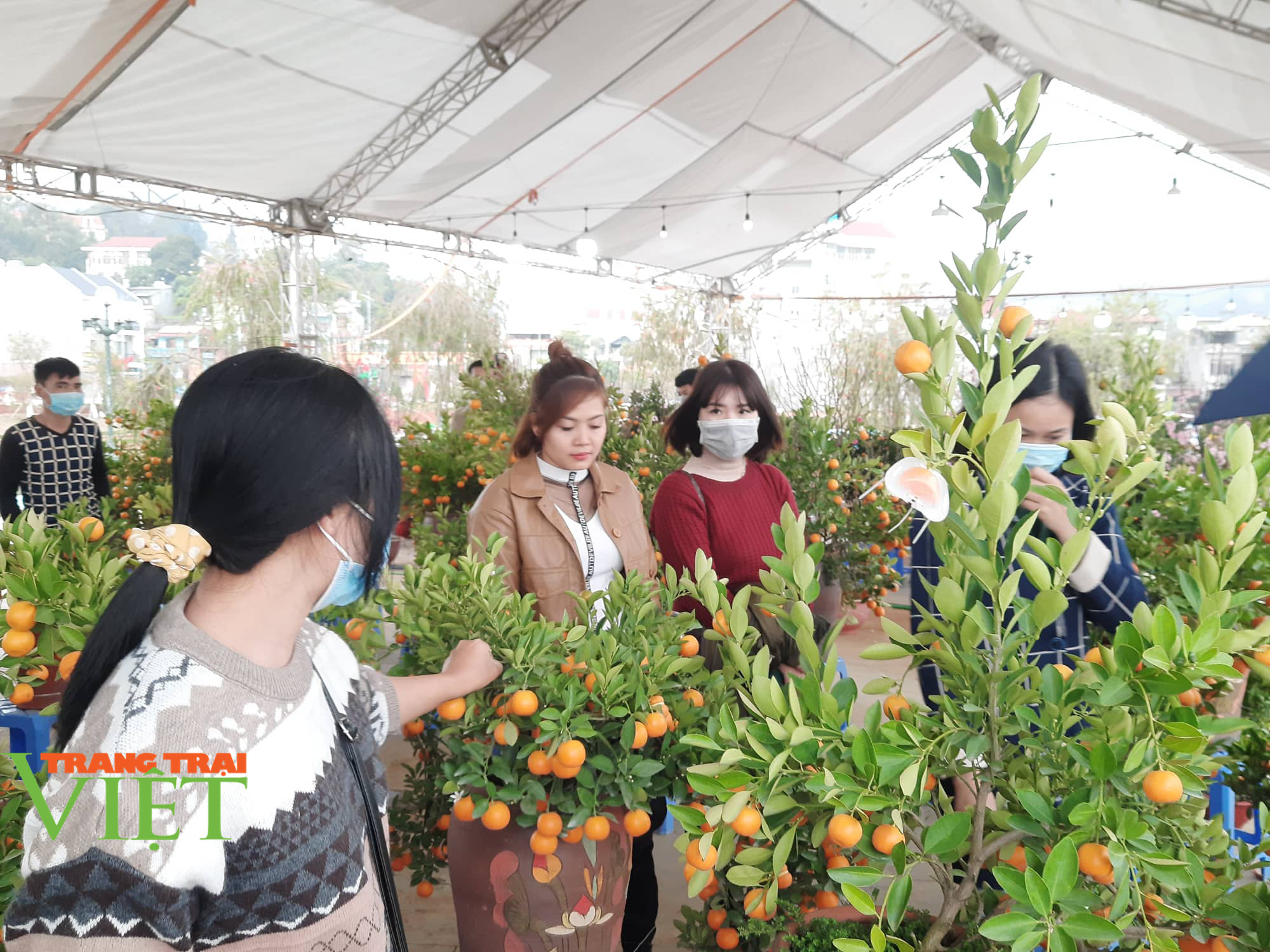 Chùm ảnh: Nhộn nhip khách mua sắm đào, mai quất cảnh… ngày cận Tết - Ảnh 2. Chùm ảnh: Nhộn nhip khách mua sắm đào, mai quất cảnh… ngày cận Tết - Ảnh 2.