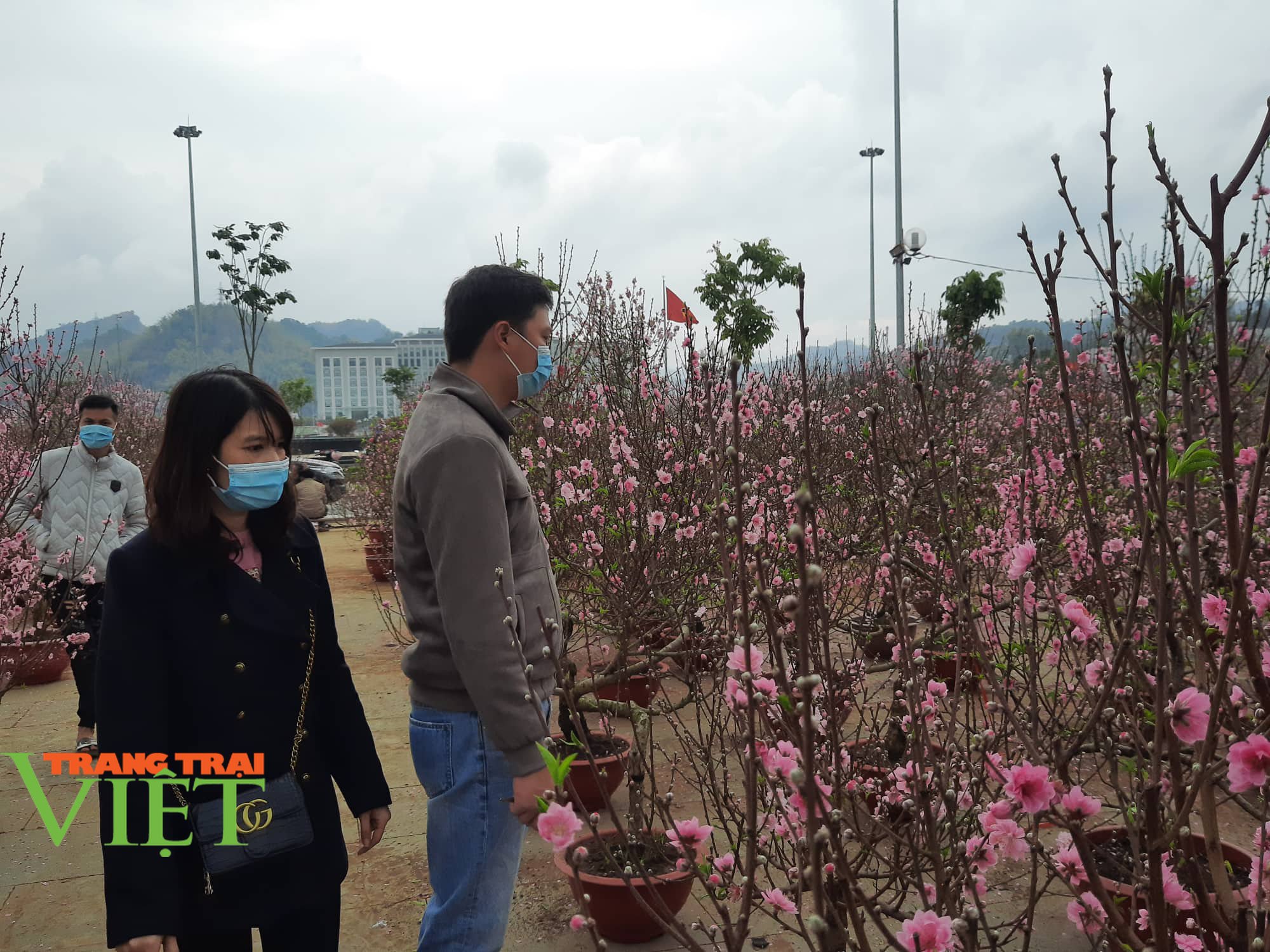 Chùm ảnh: Nhộn nhip khách mua sắm đào, mai quất cảnh… ngày cận Tết - Ảnh 6. Chùm ảnh: Nhộn nhip khách mua sắm đào, mai quất cảnh… ngày cận Tết - Ảnh 6.
