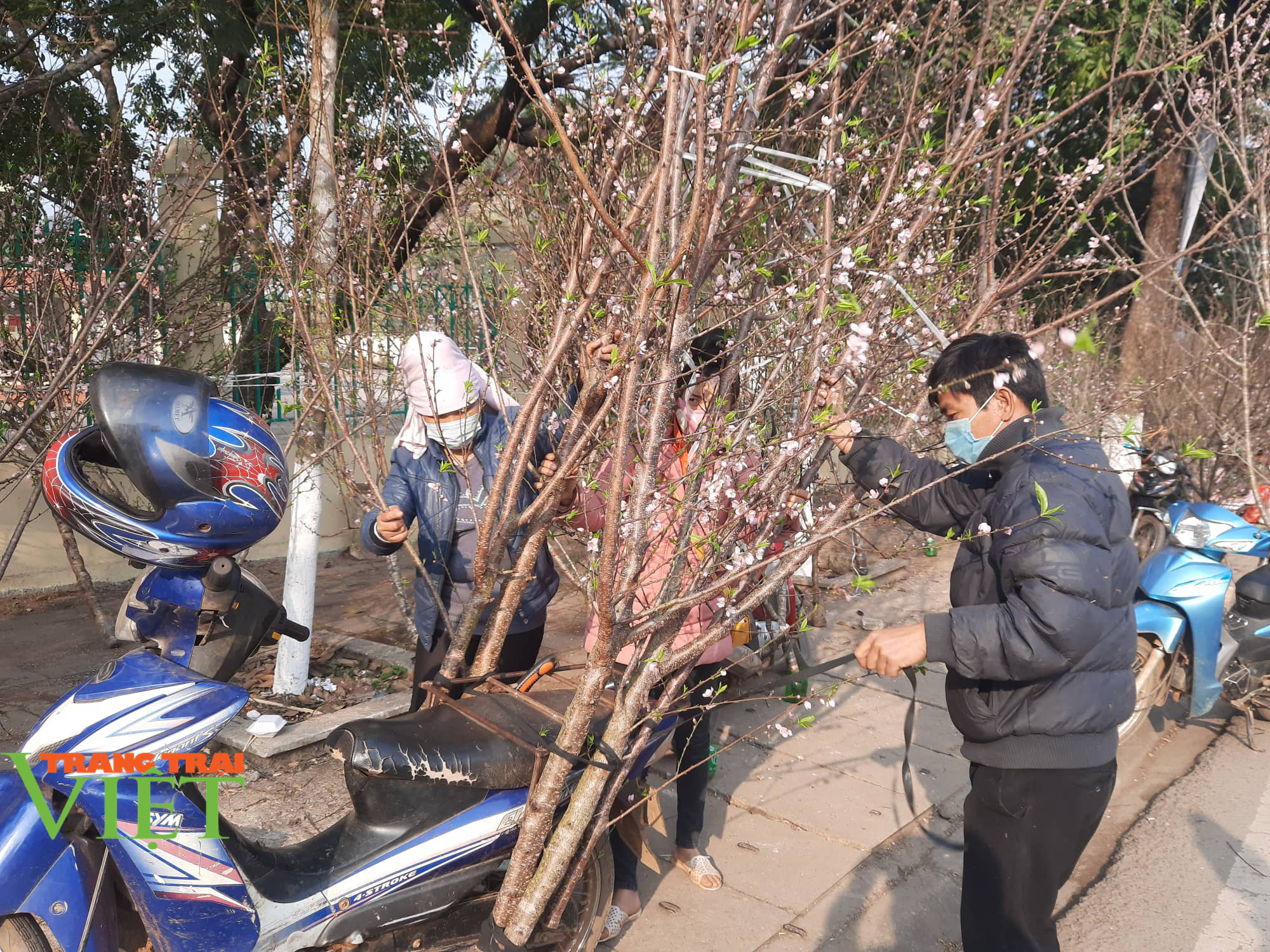 Chùm ảnh: Nhộn nhip khách mua sắm đào, mai quất cảnh… ngày cận Tết - Ảnh 7. Chùm ảnh: Nhộn nhip khách mua sắm đào, mai quất cảnh… ngày cận Tết - Ảnh 7.