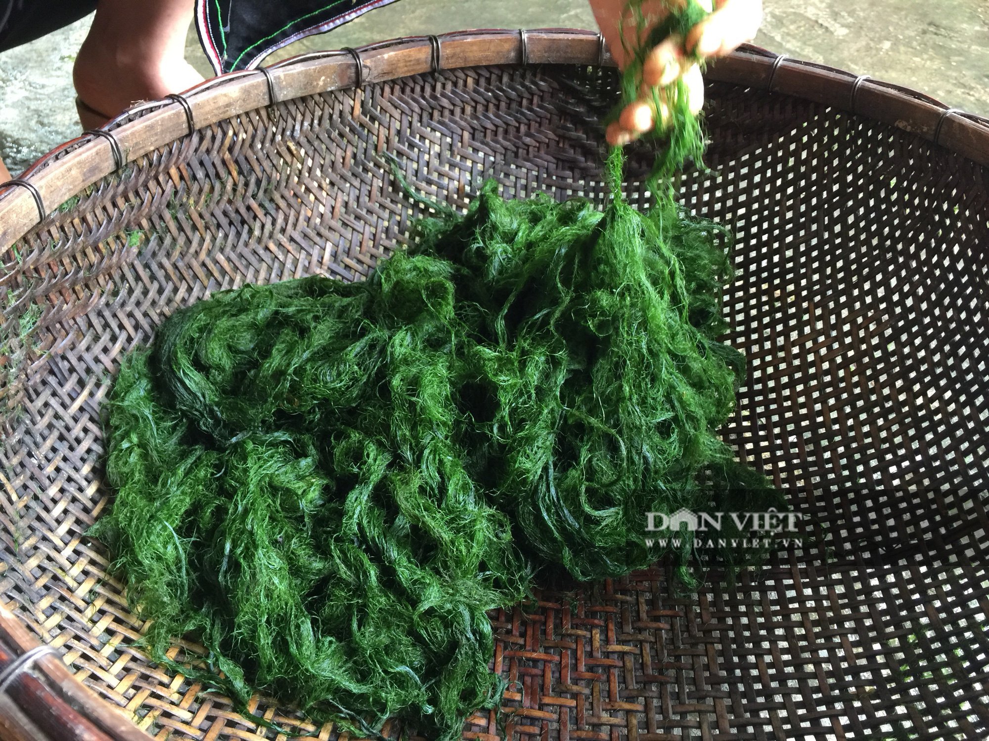 Béo ngậy món ăn rêu đá “trời ban” lấy từ lòng suối - Ảnh 9.