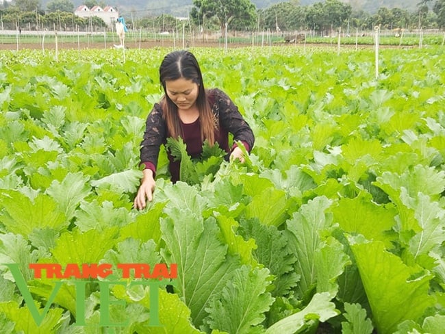 Mường Bon mở rộng diện tích trồng rau màu, tăng cao thu nhập cho nông dân - Ảnh 1.