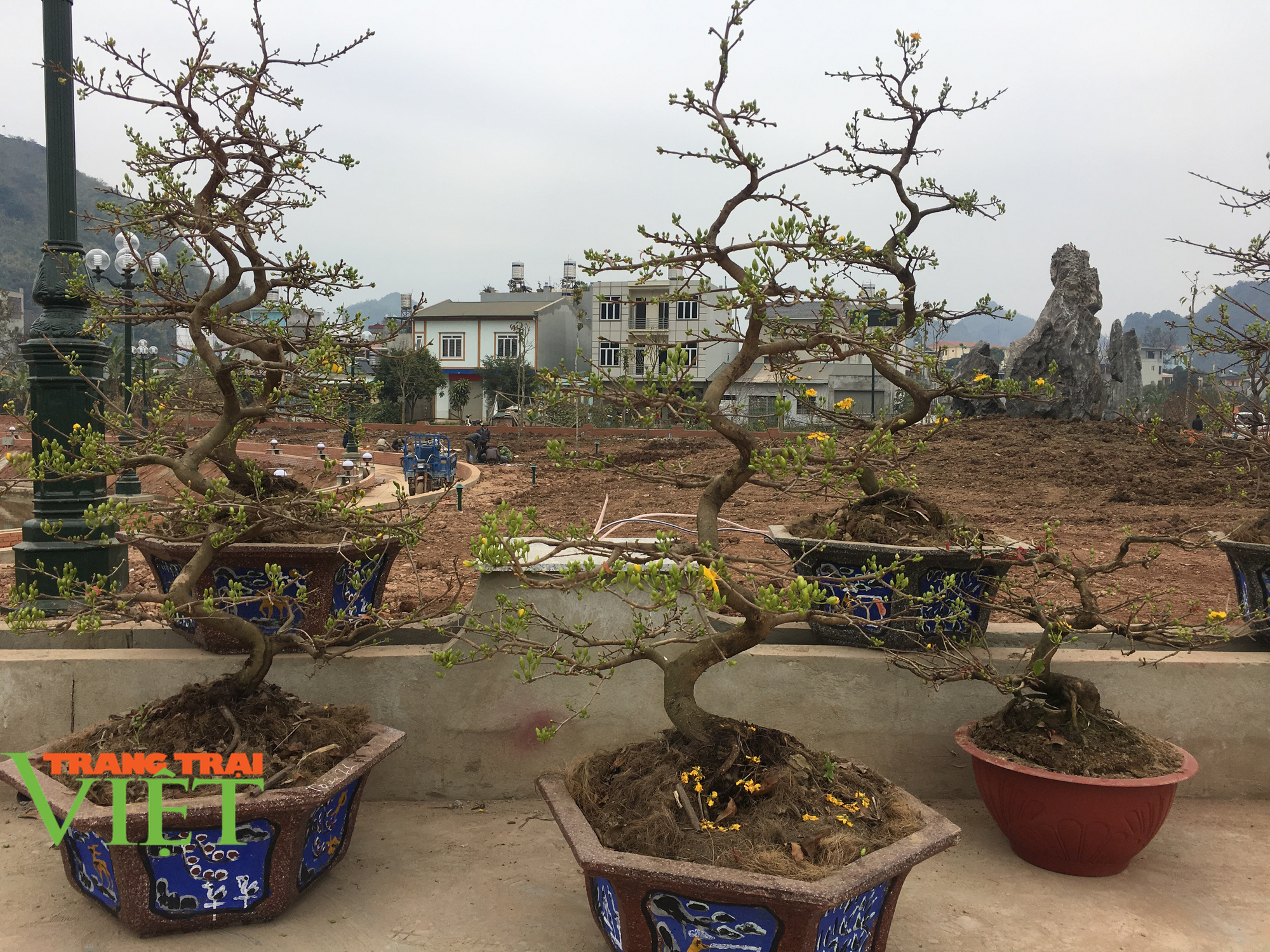 Chùm ảnh: Nhộn nhip khách mua sắm đào, mai quất cảnh… ngày cận Tết - Ảnh 11. Chùm ảnh: Nhộn nhip khách mua sắm đào, mai quất cảnh… ngày cận Tết - Ảnh 11.