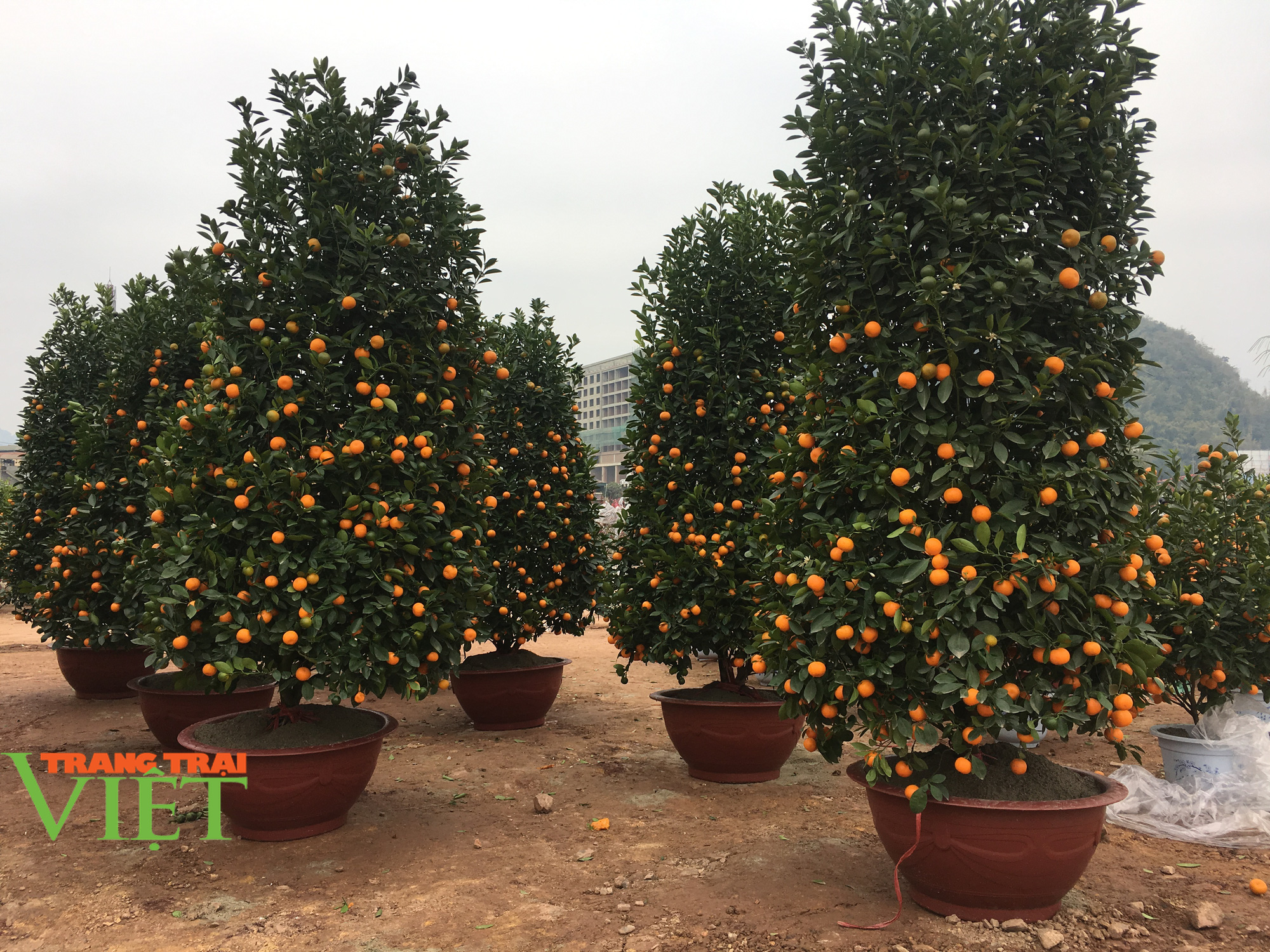 Chùm ảnh: Nhộn nhip khách mua sắm đào, mai quất cảnh… ngày cận Tết - Ảnh 3. Chùm ảnh: Nhộn nhip khách mua sắm đào, mai quất cảnh… ngày cận Tết - Ảnh 3.