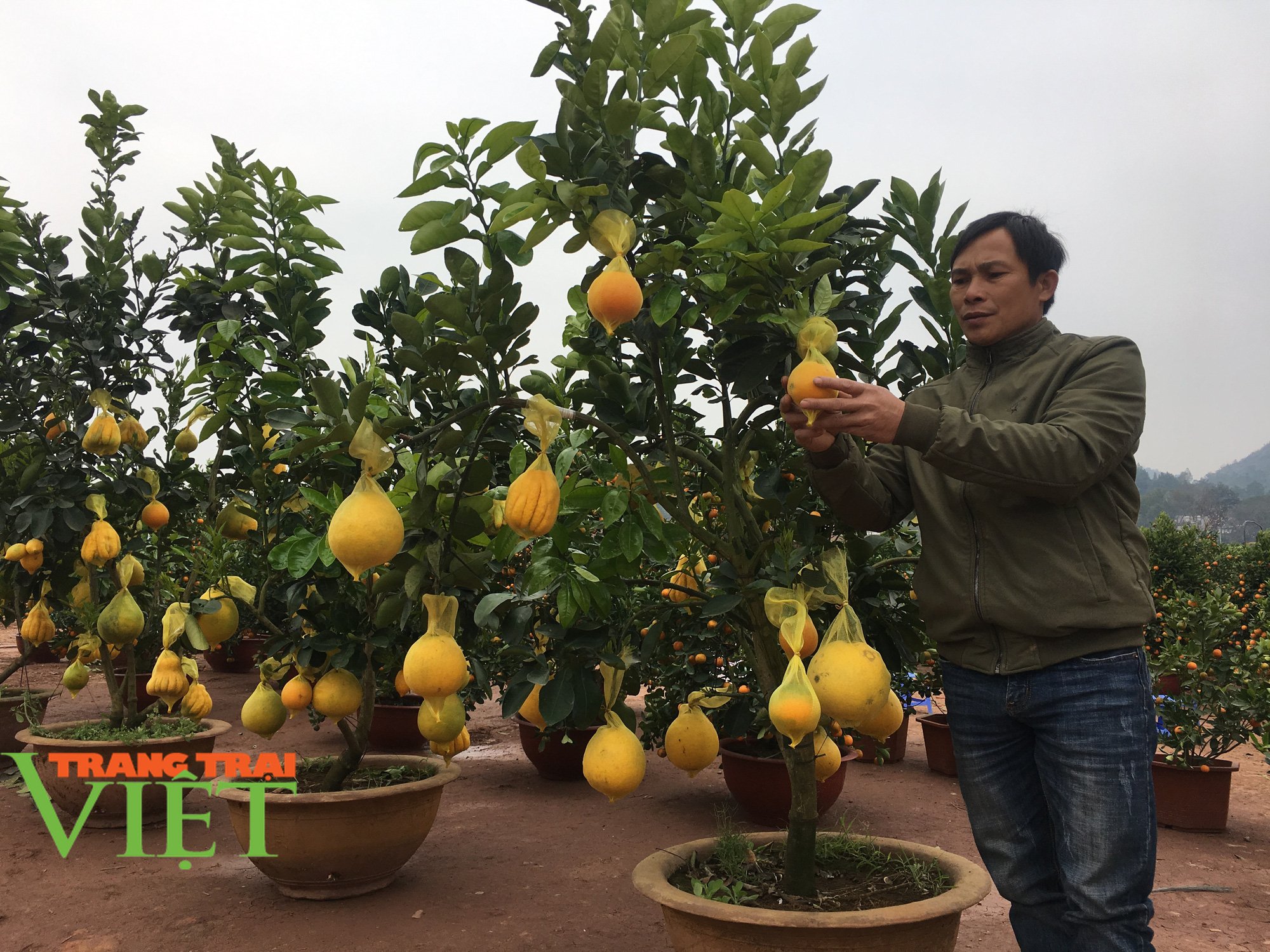 Chùm ảnh: Nhộn nhip khách mua sắm đào, mai quất cảnh… ngày cận Tết - Ảnh 9. Chùm ảnh: Nhộn nhip khách mua sắm đào, mai quất cảnh… ngày cận Tết - Ảnh 9.