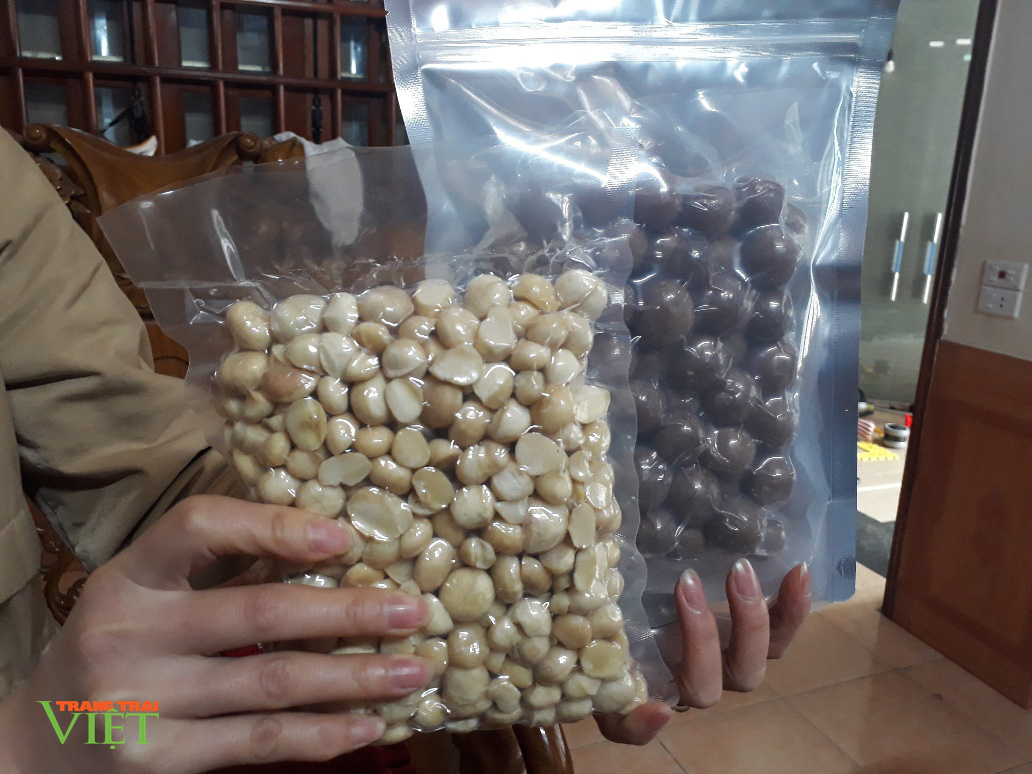 Lai Châu: Hạt mắc ca khô thơm ngon bổ dưỡng, ăn một lần nhớ mãi - Ảnh 4. Lai Châu: Hạt mắc ca khô thơm ngon bổ dưỡng, ăn một lần nhớ mãi - Ảnh 4.