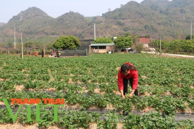 Sơn La: Trồng dâu tây bán Tết, nông dân lãi hàng trăm triệu đồng - Ảnh 1.