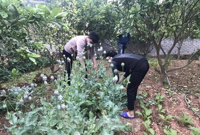 Phát hiện hàng chục vụ trồng cần sa, anh túc trong vườn nhà: Chính quyền không thể  ngoài cuộc - Ảnh 1.