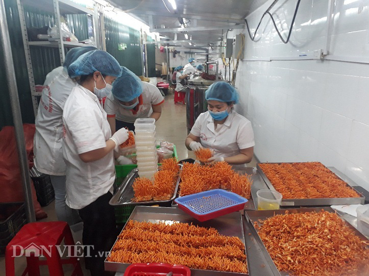 Trồng nấm đông trùng hạ thảo thuận tự nhiên, anh nông dân Lai Châu kiếm bộn tiền - Ảnh 2.