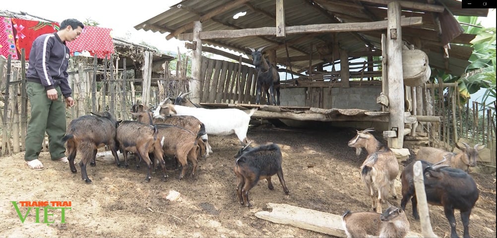 Lai Châu: Nuôi lợn, dê sinh sản, người dân vùng cao có điều kiện cải thiện đời sống - Ảnh 2. Lai Châu: Nuôi lợn, dê sinh sản, người dân vùng cao có điều kiện cải thiện đời sống - Ảnh 2.