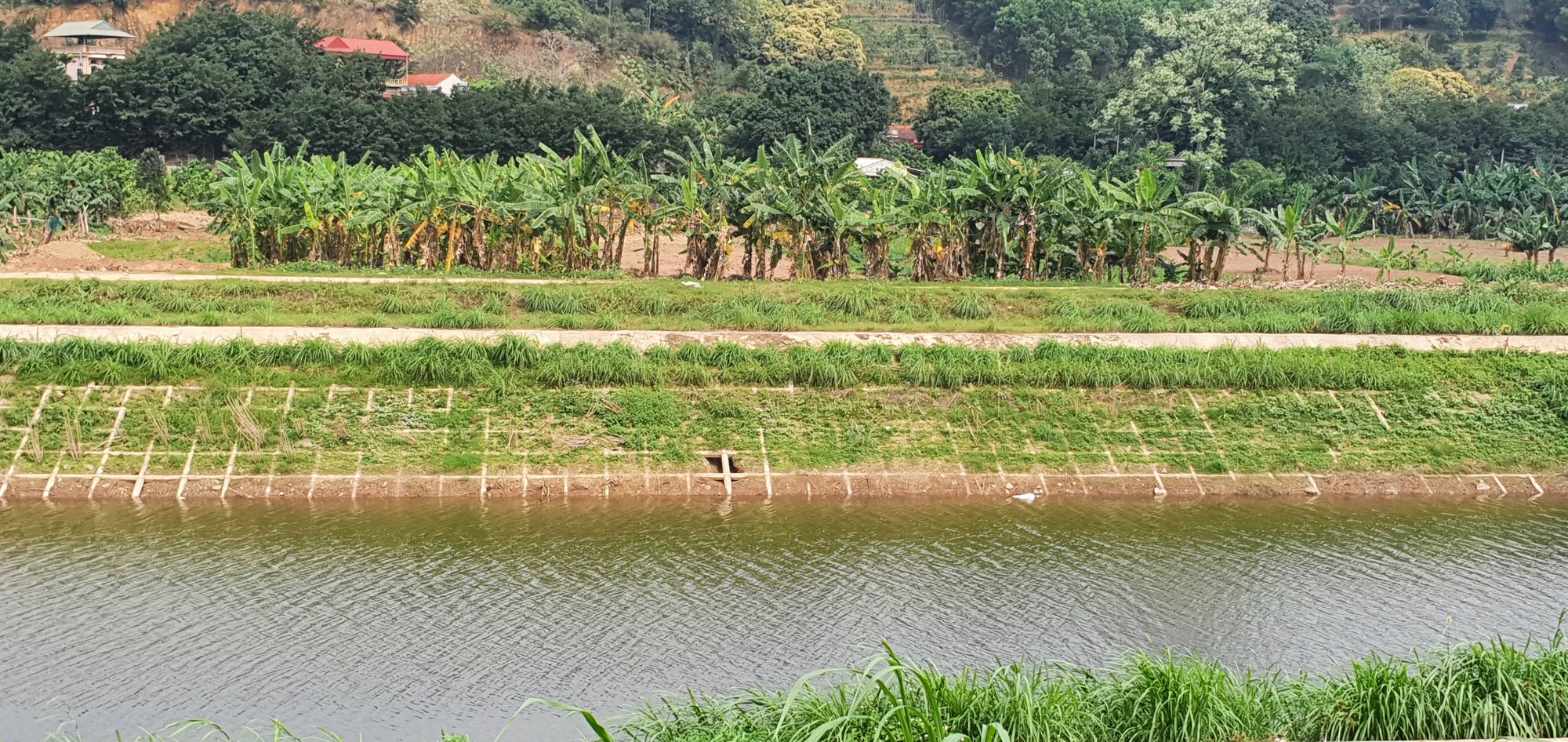 Đại dự án sông Tích chậm tiến độ (bài 3): Dự án nghìn tỷ thành nơi trồng cỏ chăn bò - Ảnh 2.