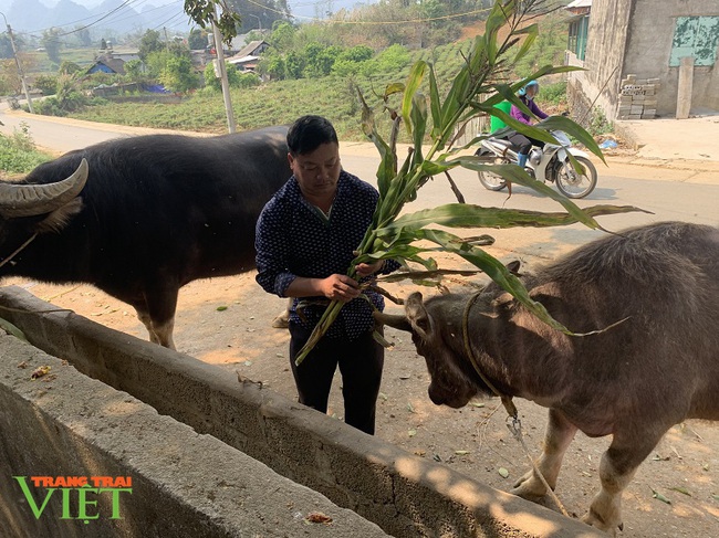 Nuôi trâu vỗ béo, ông nông dân người Mông ở Lai Châu giàu lên trông thấy - Ảnh 2.