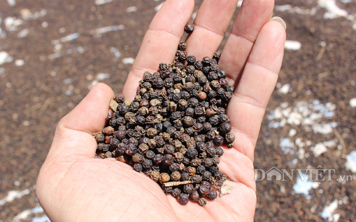 Giá tiêu Bình Phước đã tăng lên 75.000 đồng/kg