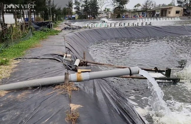 Tập đoàn Thủy sản Bồ Đề tập huấn kỹ thuật và hỗ trợ sản phẩm sinh học Mother water cho nông dân nuôi tôm - Ảnh 3.