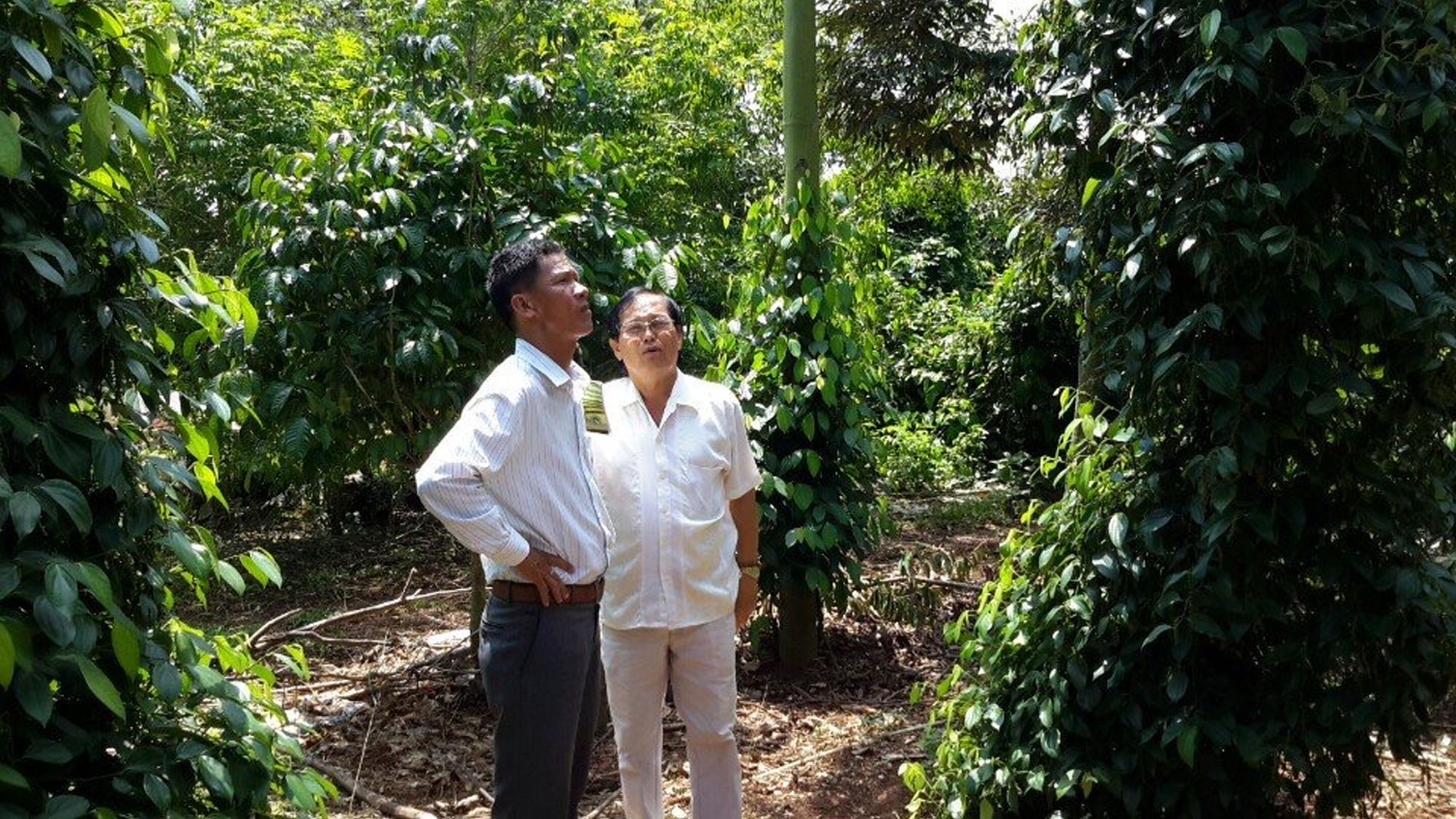 Giá tiêu hôm nay 23/3 hơn 74.000 đồng người lo bán gấp, người vội găm hàng - Ảnh 4.