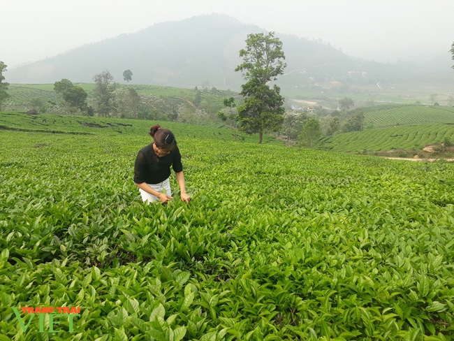 Trồng thứ cây chỉ thu lá và búp, cứ hái lại mọc, dân vùng này khấm khá - Ảnh 1.