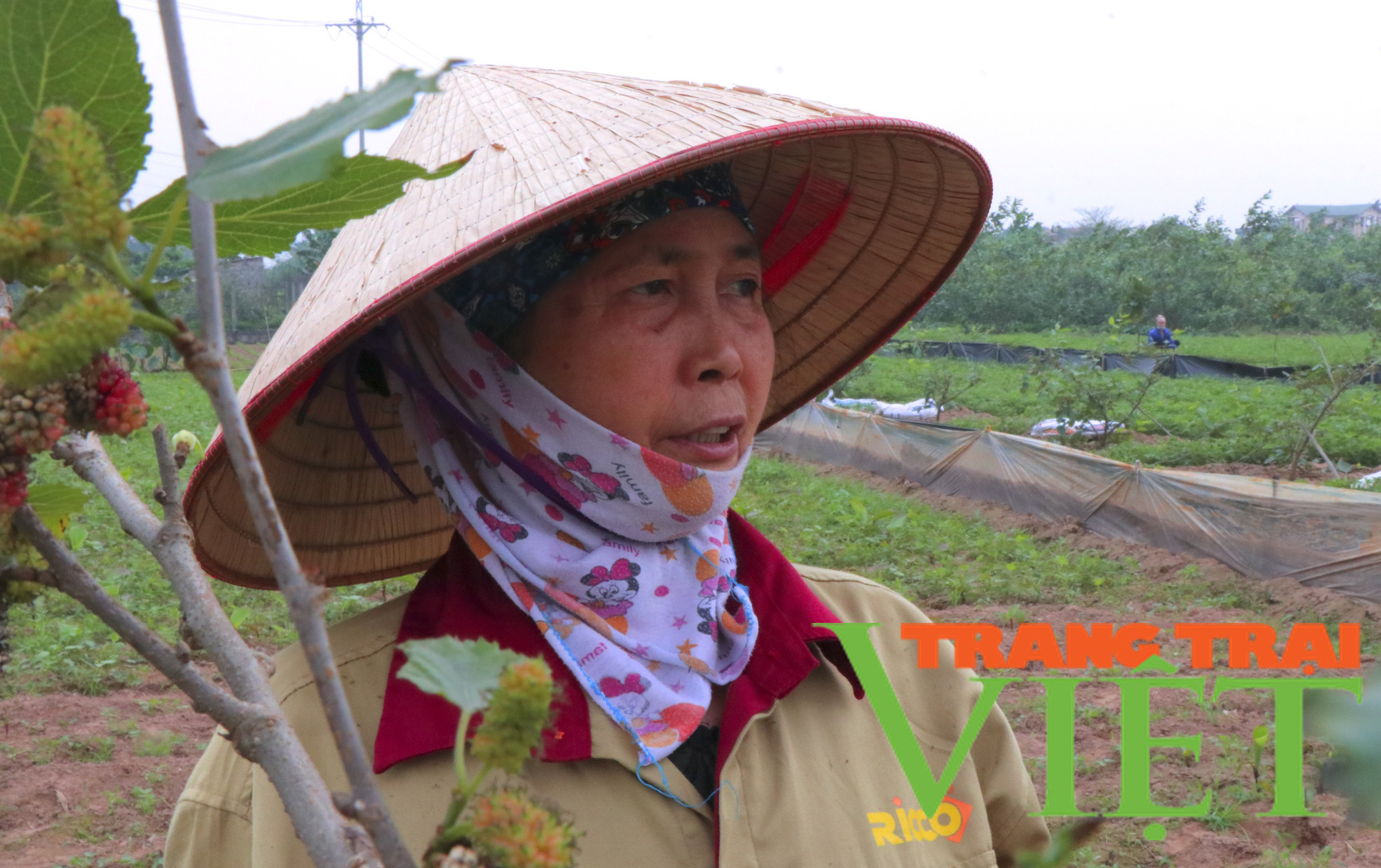 Hà Nội: Nông dân mất mùa dâu do mưa muối - Ảnh 3. Hà Nội: Nông dân mất mùa dâu do mưa muối - Ảnh 3.