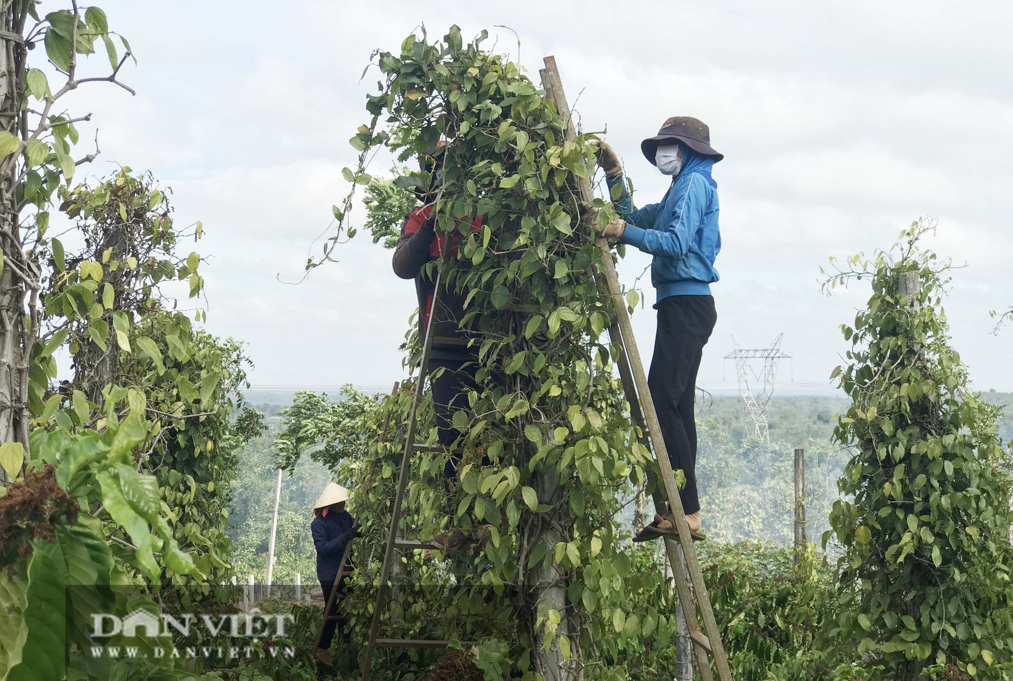 Giá tiêu &quot;nóng&quot; nhưng thị trường ảm đạm, dân trồng tiêu  vẫn bế tắc - Ảnh 7.