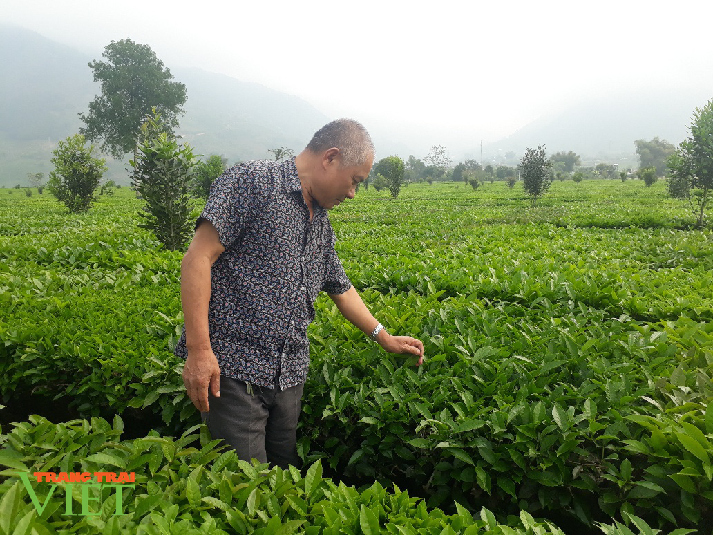 Trồng 5ha chè, thuê từ A đến Z, ông nông dân này “đút túi” gần 400 triệu đồng/năm - Ảnh 3. Trồng 5ha chè, thuê từ A đến Z, ông nông dân này “đút túi” gần 400 triệu đồng/năm - Ảnh 3.