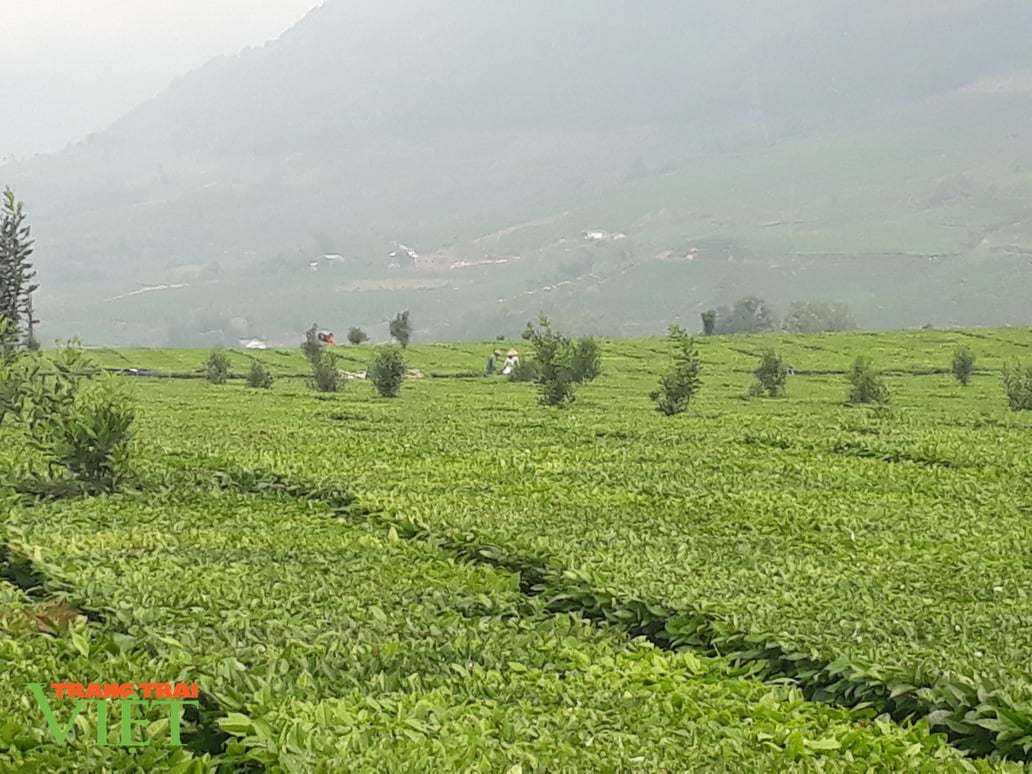 Trồng 5ha chè, thuê từ A đến Z, ông nông dân này “đút túi” gần 400 triệu đồng/năm - Ảnh 4. Trồng 5ha chè, thuê từ A đến Z, ông nông dân này “đút túi” gần 400 triệu đồng/năm - Ảnh 4.