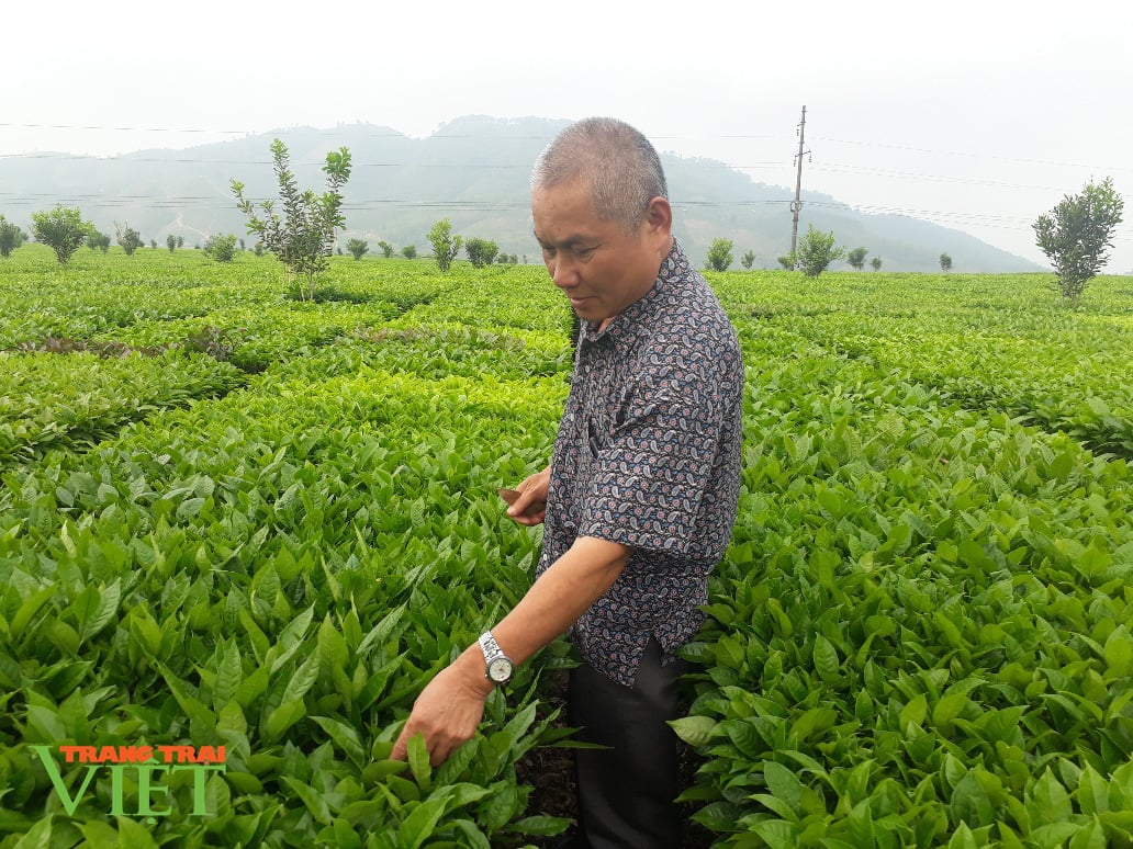 Trồng 5ha chè, thuê từ A đến Z, ông nông dân này “đút túi” gần 400 triệu đồng/năm - Ảnh 1. Trồng 5ha chè, thuê từ A đến Z, ông nông dân này “đút túi” gần 400 triệu đồng/năm - Ảnh 1.