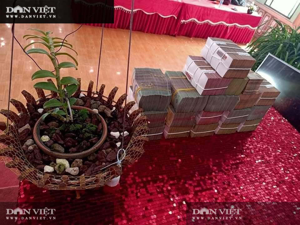 Hoà Bình: Chỉ đạo kiểm soát, các hoạt động giao dịch hoa lan đột biến gen - Ảnh 1.
