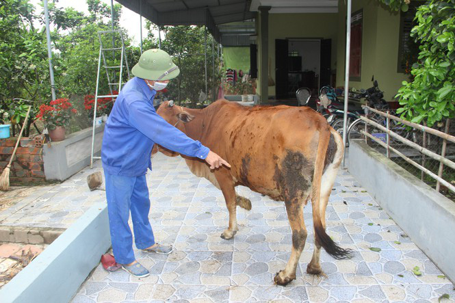 Nghệ An: Nhập 10 nghìn liều vắc xin bệnh viêm da nổi cục trên gia súc   - Ảnh 1.