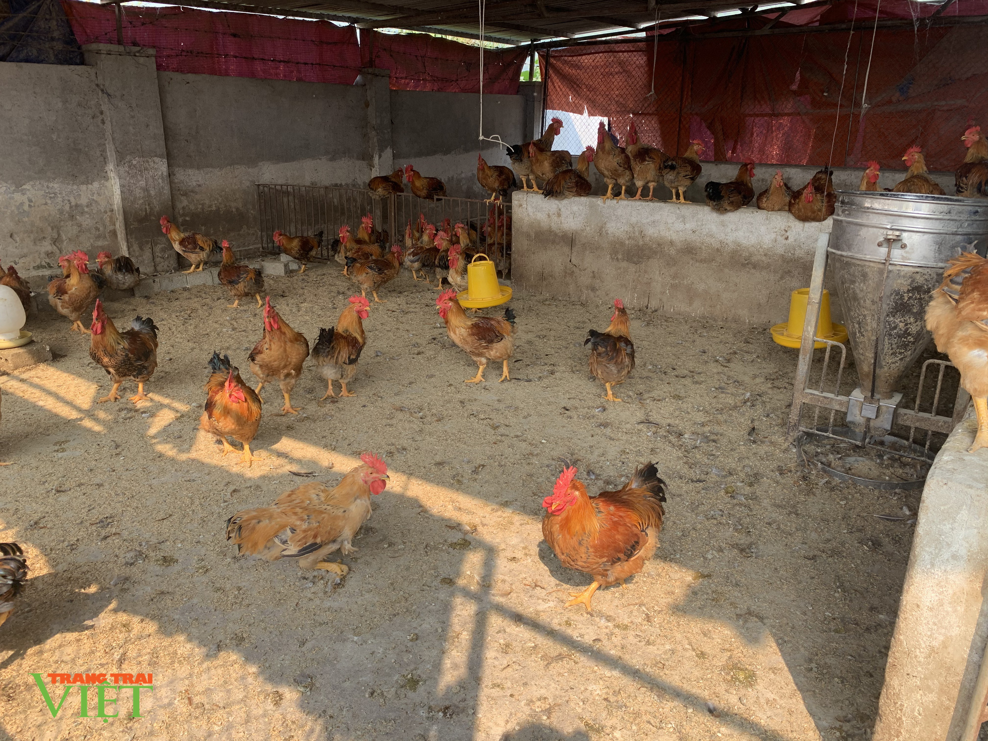 A Páo làm giàu trên vùng đất khó - Ảnh 1. A Páo làm giàu trên vùng đất khó - Ảnh 1.