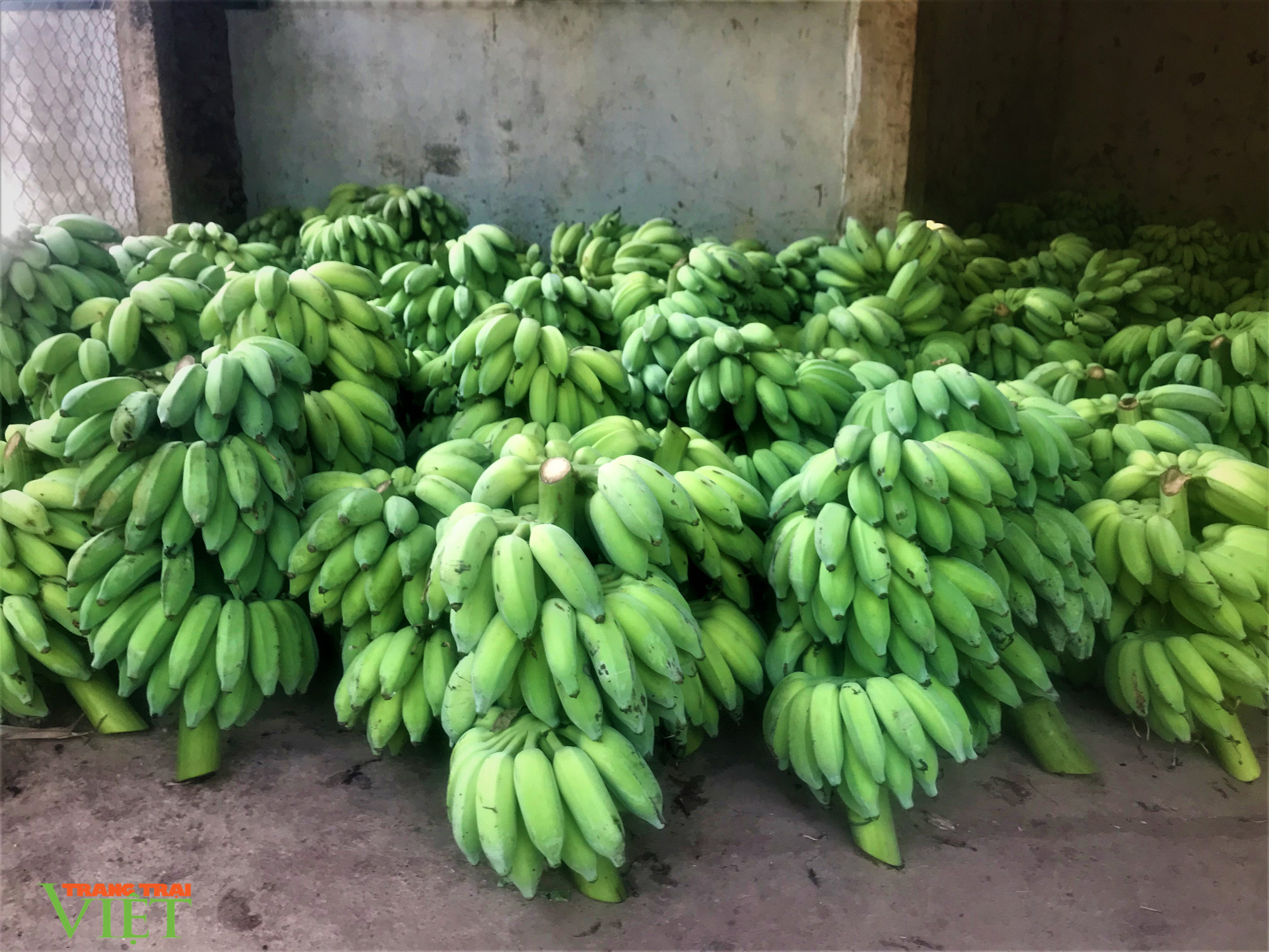 Trồng chuối tây, người dân Mường Bú có thu nhập khá - Ảnh 1. Trồng chuối tây, người dân Mường Bú có thu nhập khá - Ảnh 1.