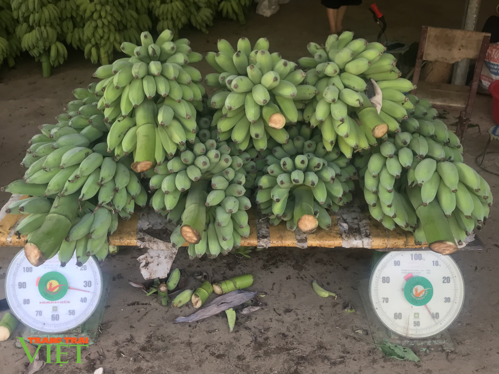 Trồng chuối tây, người dân Mường Bú có thu nhập khá - Ảnh 3. Trồng chuối tây, người dân Mường Bú có thu nhập khá - Ảnh 3.