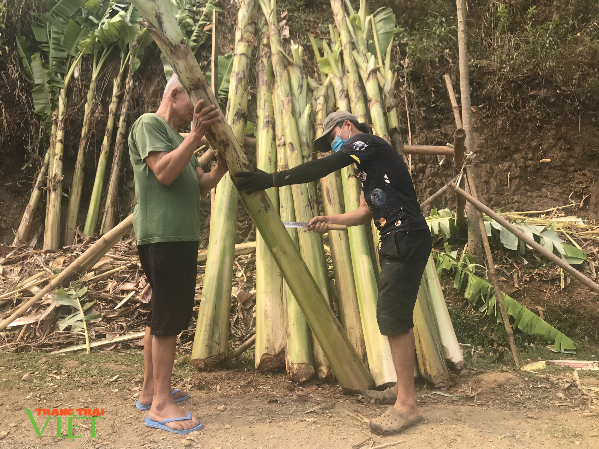 Trồng chuối tây, người dân Mường Bú có thu nhập khá - Ảnh 2. Trồng chuối tây, người dân Mường Bú có thu nhập khá - Ảnh 2.