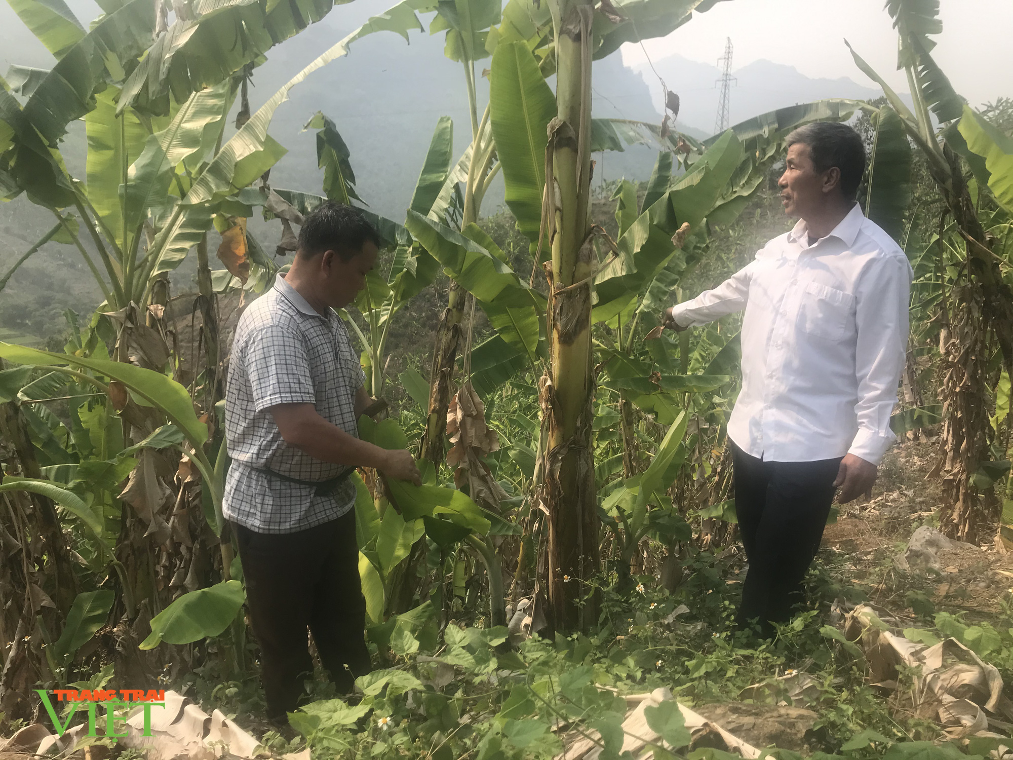 Trồng chuối tây, người dân Mường Bú có thu nhập khá - Ảnh 4. Trồng chuối tây, người dân Mường Bú có thu nhập khá - Ảnh 4.
