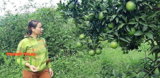 Nông dân Cao Phong phất lên nhờ trồng loại cây này - Ảnh 2.