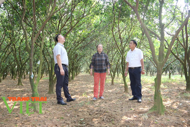 Nông dân Cao Phong phất lên nhờ trồng loại cây này - Ảnh 3.