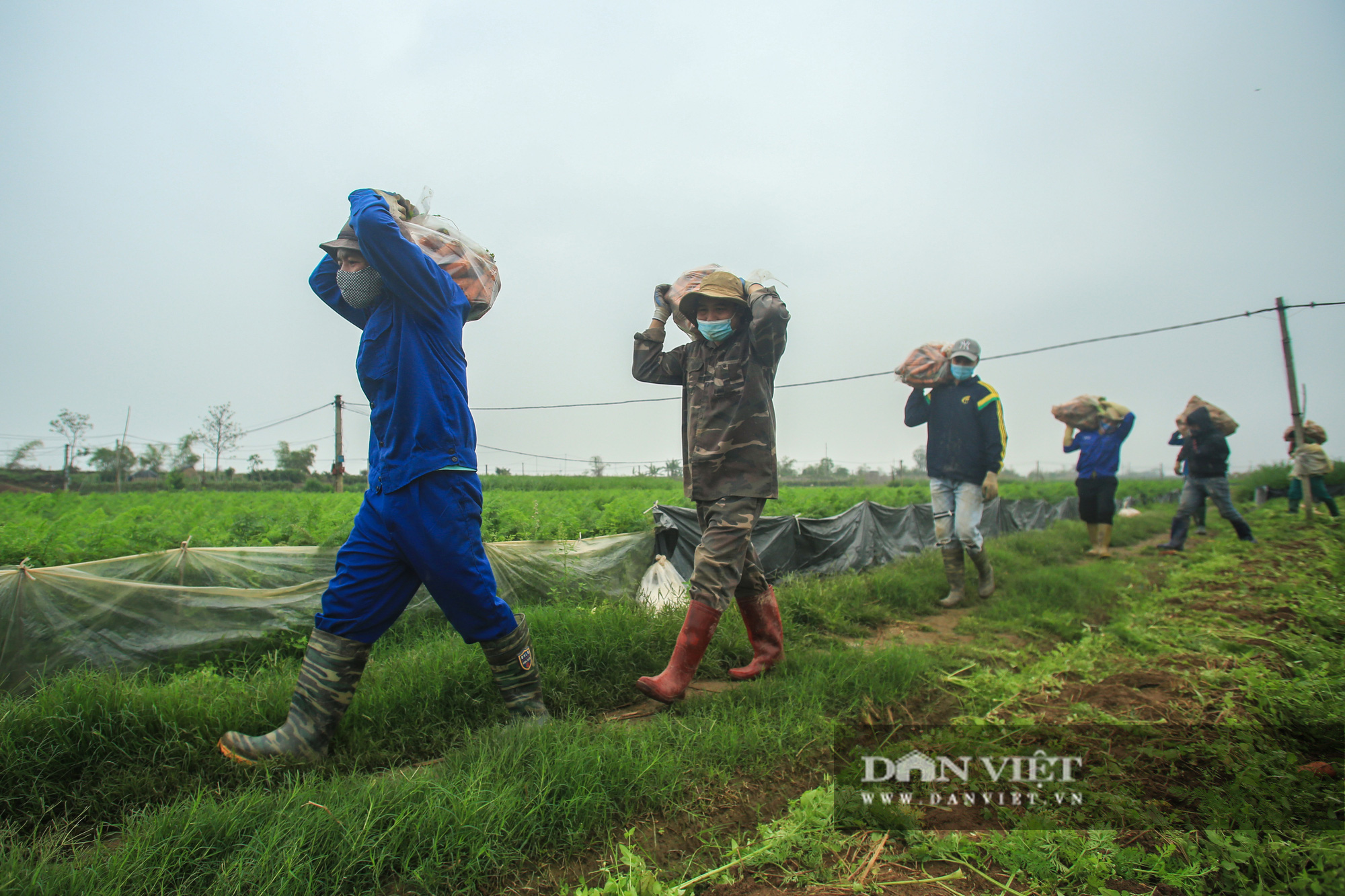 Nông dân Chí Linh hồ hởi đội mưa thu hoạch nông sản hậu cách ly xã hội - Ảnh 3.