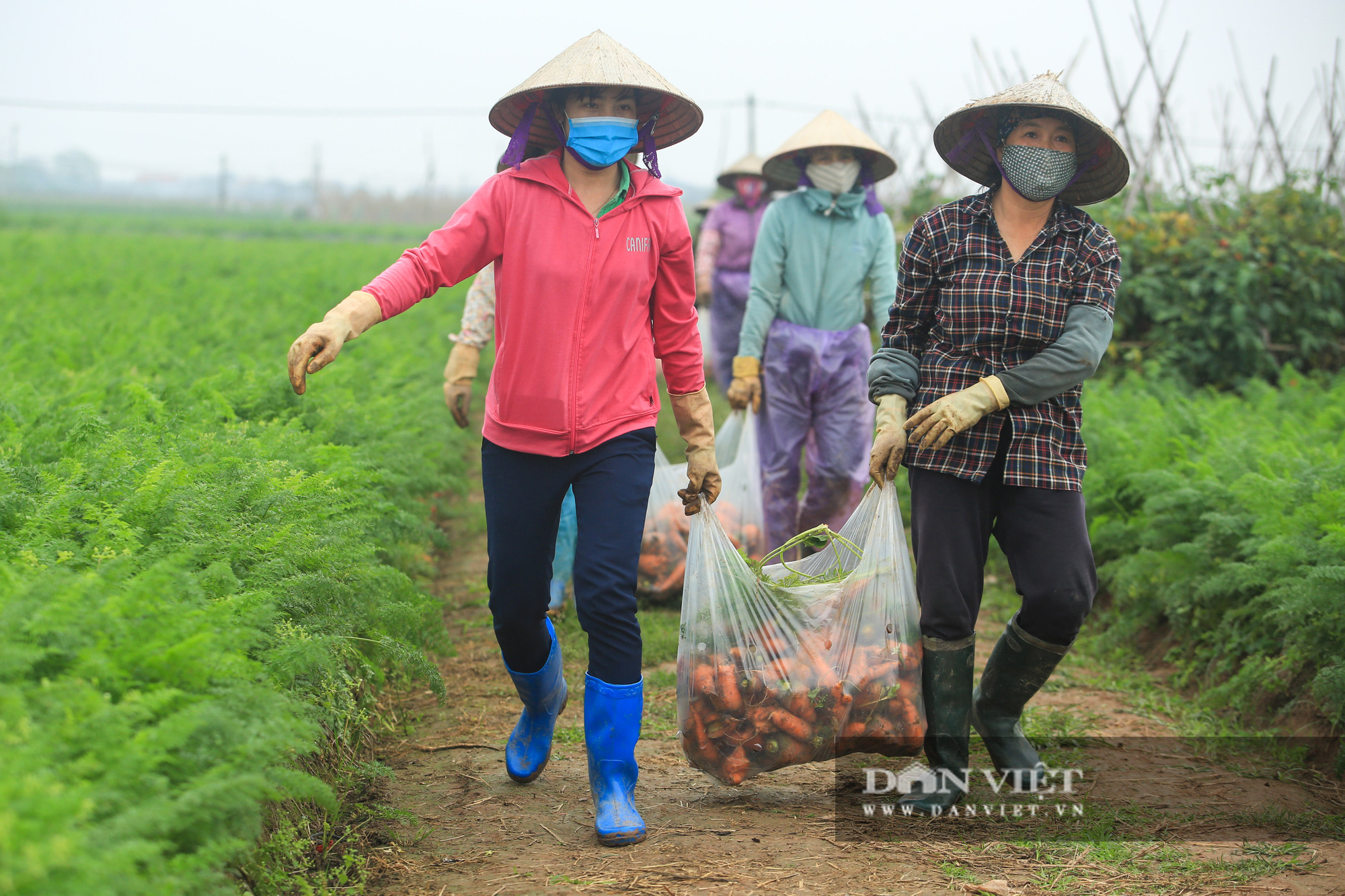 Nông dân Chí Linh hồ hởi đội mưa thu hoạch nông sản hậu cách ly xã hội - Ảnh 4.