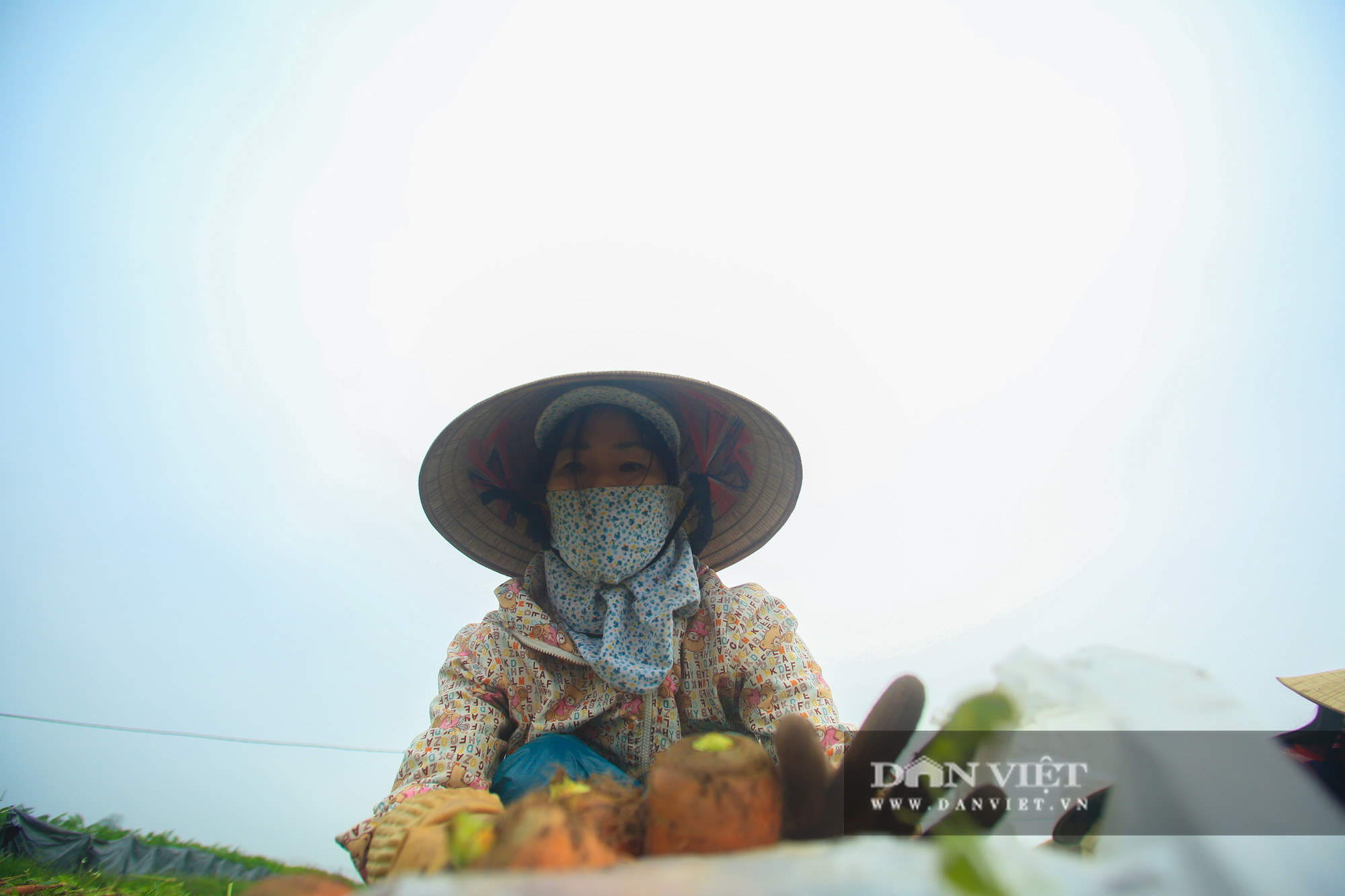 Nông dân Chí Linh hồ hởi đội mưa thu hoạch nông sản hậu cách ly xã hội - Ảnh 7.