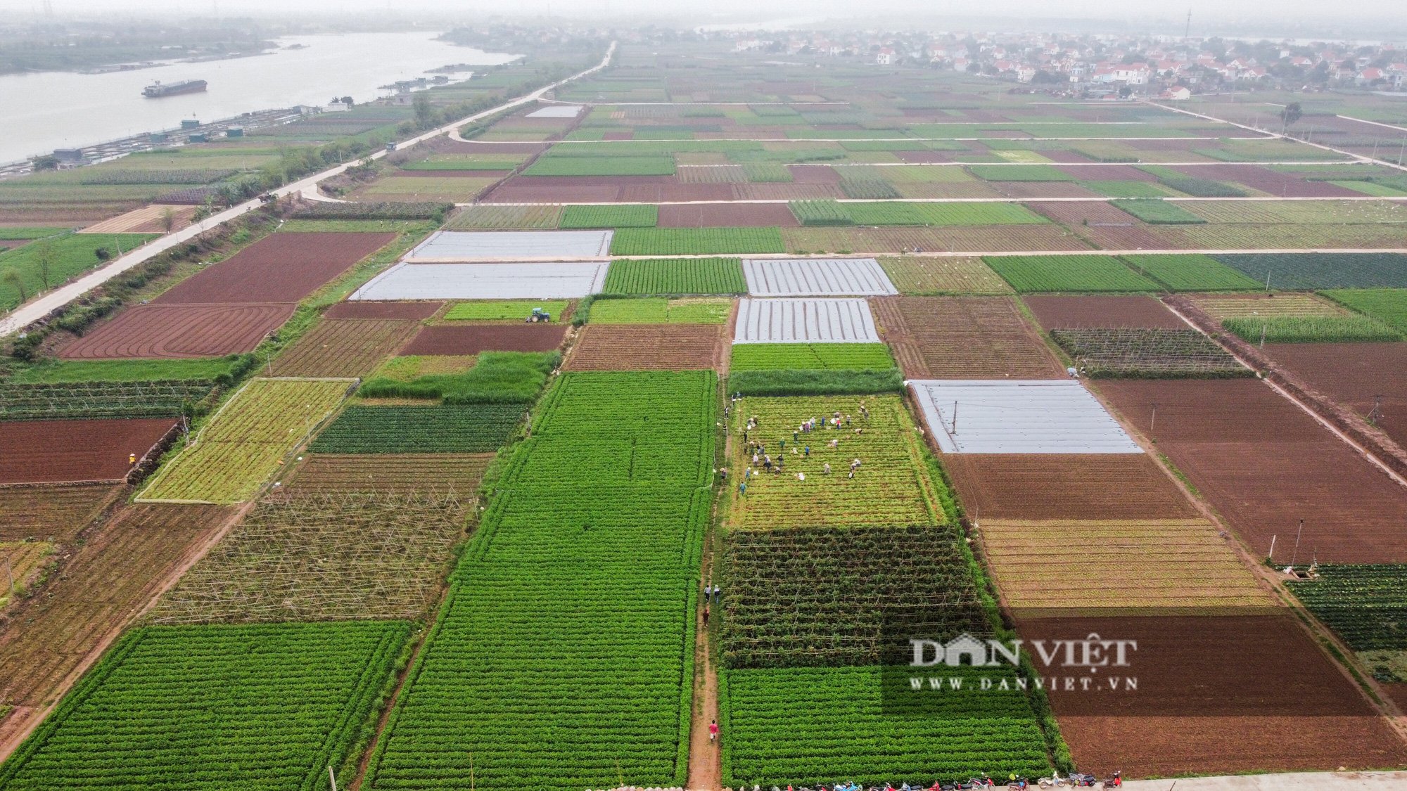 Nông dân Chí Linh hồ hởi đội mưa thu hoạch nông sản hậu cách ly xã hội - Ảnh 1.