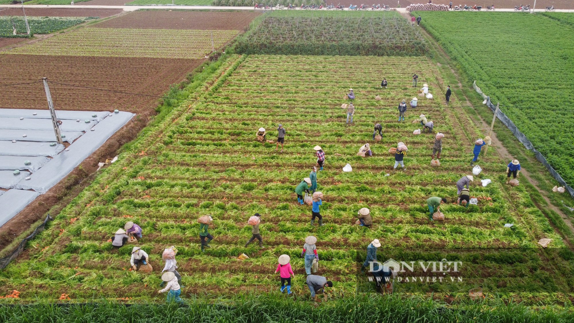 Nông dân Chí Linh hồ hởi đội mưa thu hoạch nông sản hậu cách ly xã hội - Ảnh 2.